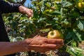 Man hand as he picking apple fruits Royalty Free Stock Photo