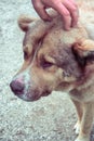 A man hand caress dog`s head of a cute homeless sick dog with sad eyes and battered face. Care, help and adoption concept