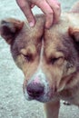 A man hand caress dog`s head of a cute homeless sick dog with sad eyes and battered face. Care, help and adoption concept
