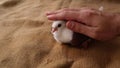 Man hand caresses the little young pigeon indoor on a retro woven background