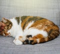 Cute cat sleeping on armchair Royalty Free Stock Photo