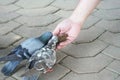 Man hand feeding birds in temple Royalty Free Stock Photo