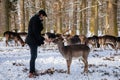 Man is hand feeding fallow deer in garden of medieval Castle Blatna Beautiful deer with branched horns forest in winter sunny