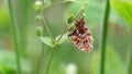 Man hand, finger carefuly take off Pearl bordered fritillary, Boloria euphrosyne butterfly from crimson clover, trifolium