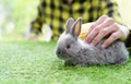 man hand gentle stroking young innocent rabbit Royalty Free Stock Photo
