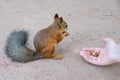 Man hand gives redhead squirrel nuts Royalty Free Stock Photo