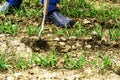 A man with a hand hoe weeds onion beds