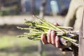 Man hand holding asparagus stems Royalty Free Stock Photo