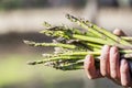 Man hand holding asparagus stems Royalty Free Stock Photo