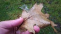 Man hand holding a autumn oak leaf covered with ice. Close up view of a oak freeze leaf Royalty Free Stock Photo
