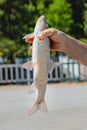 Man hand holding a big fresh raw trout fish Royalty Free Stock Photo