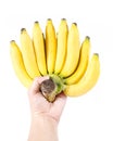 Man hand holding bunch of bananas, isolated on white background Royalty Free Stock Photo