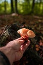 Man hand holding a bunch of wild orange mushrooms in the sunlight Royalty Free Stock Photo