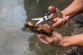 Man hand holding a crab try to leave cut off net