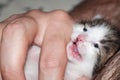 Man hand holding cute meowing newborn kitten at home Royalty Free Stock Photo