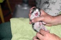 Man hand holding cute meowing newborn kitten at home Royalty Free Stock Photo
