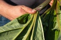 Man hand holding and cutting fresh green rhubarb stems right from the garden. Fresh summer vegetable. Green rhubarb leafs. Cultiva
