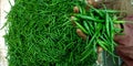 Man hand holding fresh green chilies stock at vegetable shop Royalty Free Stock Photo