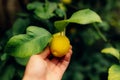 Man hand holding fresh lemon with dewdrops hanging