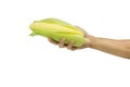 A man hand holding fresh sweet corn cobs with leaves isolated on white background. Royalty Free Stock Photo