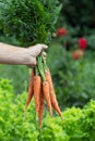 Man hand holding freshly harvested carrots Royalty Free Stock Photo