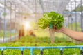 Man hand holding green cos lettuce with Hydroponic farm in background Royalty Free Stock Photo