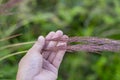 Man Hand holding Pink Muhly Grass Muhlenbergia Capillaris Royalty Free Stock Photo