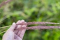 Man Hand holding Pink Muhly Grass Muhlenbergia Capillaris Royalty Free Stock Photo