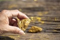 Man hand holding pure gold minerals with golden light on old woo