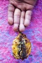Man hand holding spicy, Moroccan fried sardines with chermoula