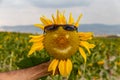 Man hand holding sunflower with wearing sunglasses on sunflowers field. happy face sunflower. Royalty Free Stock Photo