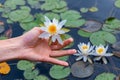 Man hand holding white lotus over lake Royalty Free Stock Photo