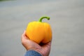 man hand holding yellow pepper on blured background Royalty Free Stock Photo