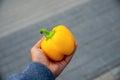 man hand holding yellow pepper on blured background Royalty Free Stock Photo