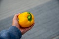 man hand holding yellow pepper on blured background Royalty Free Stock Photo