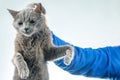 man hand holds a gray cat by the scruff of the neck. Home fluffy pet is guilty Royalty Free Stock Photo