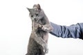 man hand holds a gray cat by the scruff of the neck. Home fluffy pet is guilty Royalty Free Stock Photo