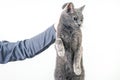 man hand holds a gray cat by the scruff of the neck. Home fluffy pet is guilty Royalty Free Stock Photo