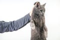 man hand holds a gray cat by the scruff of the neck. Home fluffy pet is guilty Royalty Free Stock Photo