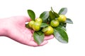 Man hand holds mandarin fruit, homemade citrus plant, isolated on a w Royalty Free Stock Photo