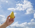 man hand holds a pear in the palm against a blue sky with clouds. Royalty Free Stock Photo