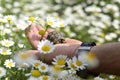 The man hand holds a small land turtle, in a field with camomile flowers Royalty Free Stock Photo
