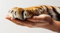 Man hand holds tiger paw on white background. Handshake. Animals and human friendship and cooperation. Generative AI