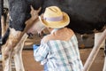 Man hand milking a cow by hand, cow standing in the corral