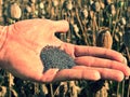 Man hand open poppy head in field. Check of poppy quality. Royalty Free Stock Photo