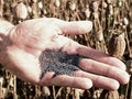 Man hand open poppy head in field. Check of poppy quality. Royalty Free Stock Photo