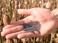 Man hand open poppy head in field. Check of poppy quality. Royalty Free Stock Photo