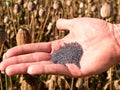 Man hand open poppy head in field. Check of poppy quality. Royalty Free Stock Photo