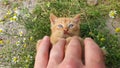 Man hand petting an orange kitten. Little ginger cat lying on his back among flowering chamomile, playing with his owner. Frisky