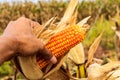 Man hand pick harvesting corn